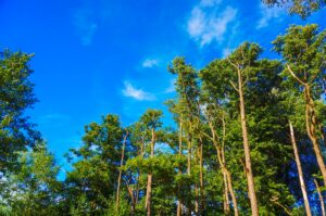A beautiful view of tall trees with green leaves in the background of a blue sky